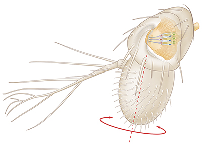 Antenna of Drosophila melanogaster | Johnston´s organ