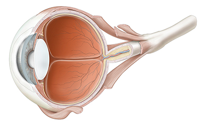 Human Eye | Cross-section