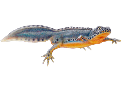 Amphibia | Ichthyosaura alpestris