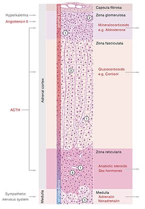 Adrenal gland | Histology and hormones