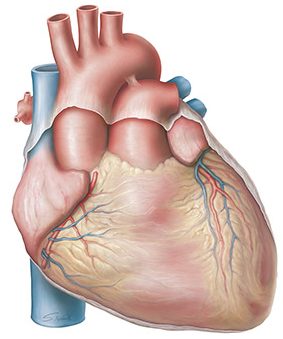 Human heart | Facies sternocostalis