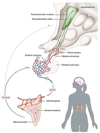 CAH | Hypothalamic pituitary adrenal axis