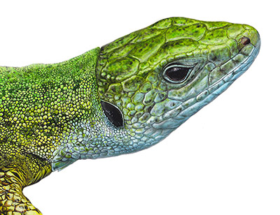 Lacerta viridis | Head region