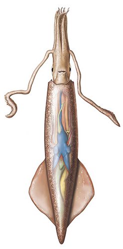Cephalopod organs in situ | Loligo pealei