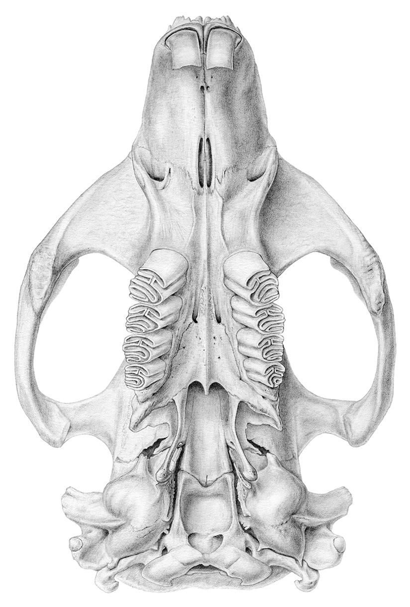 Mammalian skull | Castor sp.