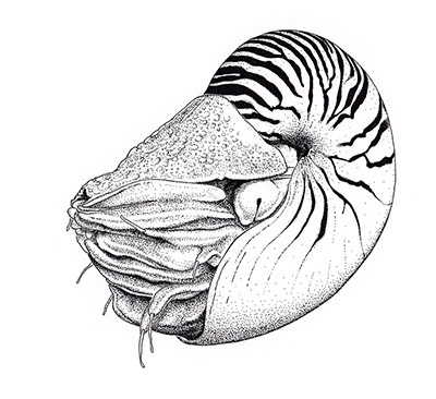 Cephalopods | Nautilus belauensis