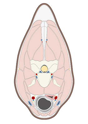 Equine Anatomy | cross section at C4 vertebra
