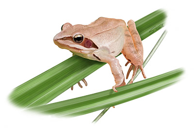 Amphibia | Rana dalmatina