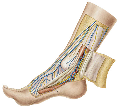 Tarsal Tunnel | Canalis malleolaris