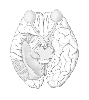 Human brain | Visual pathway